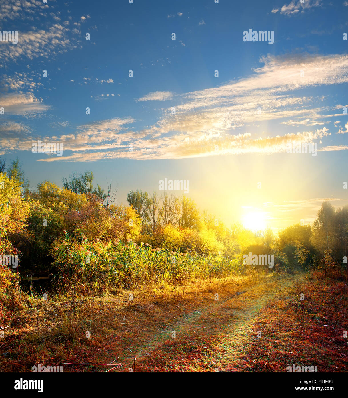 Landstraße in den bunten Herbstwald Stockfoto