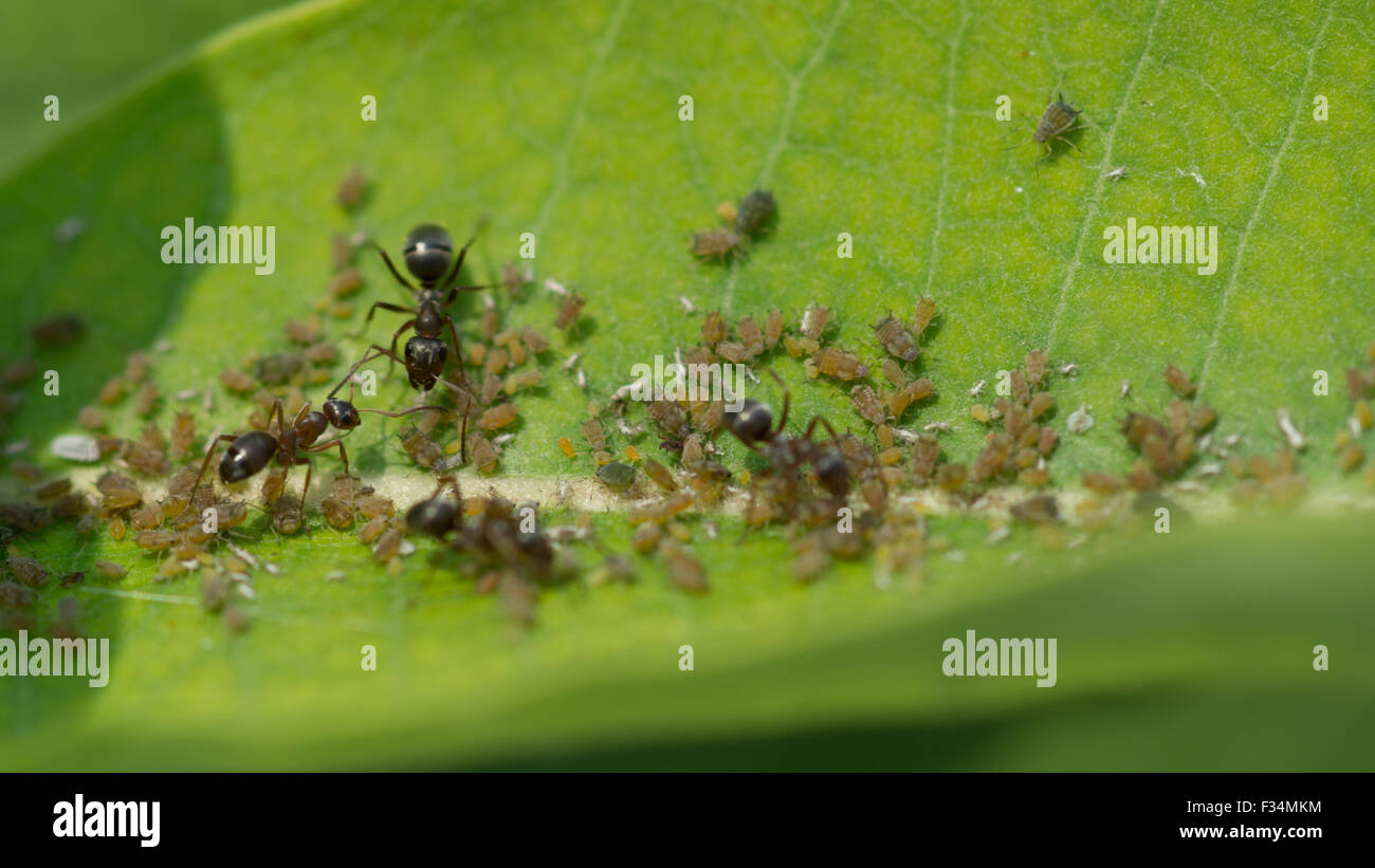 Blattläuse ernähren sich von Pflanzensaft einer gemeinsamen Seidenpflanze Pflanze, während eine Kolonie von Ameisen sammeln Honigtau der Blattläuse wie Nutztiere Stockfoto