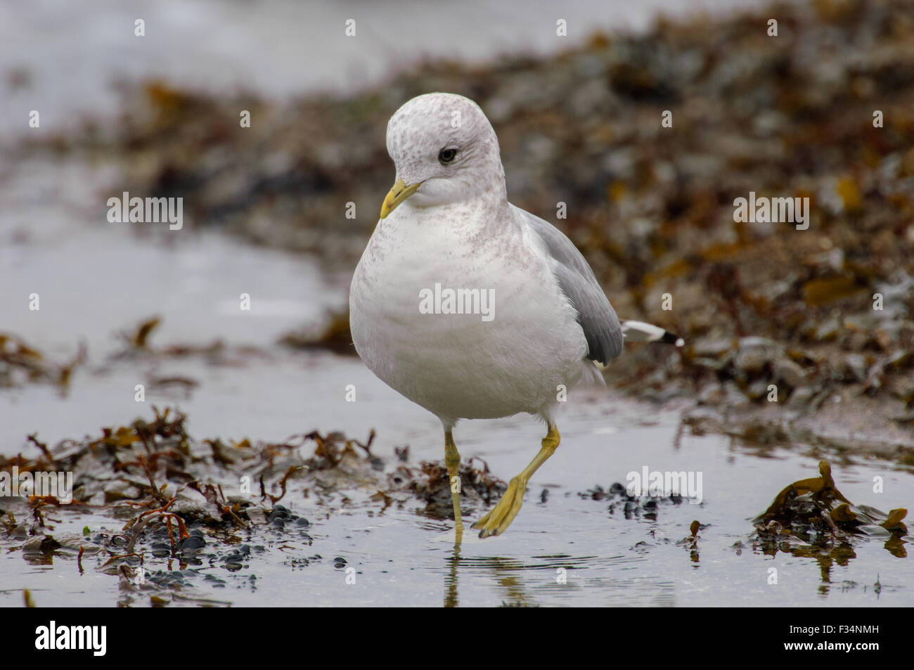 Kurzschnabelmöwe (Larus brachyrhynchus), (früher Mew Gull), am Strand, Gabriola Island, British Columbia, Kanada Stockfoto