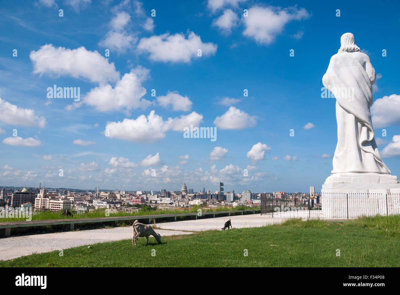 Ziegen füttern auf dem Gelände Cristo De La Habana "Christus von Havanna" eine 20-Meter-Statue mit Blick auf die Havanna Hafen. Stockfoto