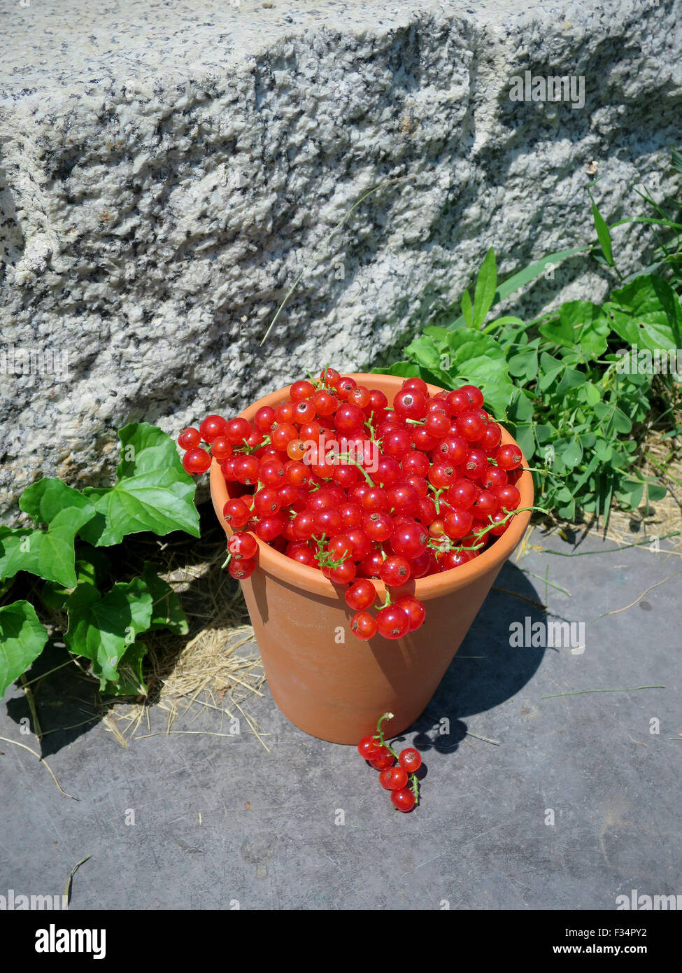 Beeren reif rote Johannisbeere, Ribes Rubrum. Stockfoto