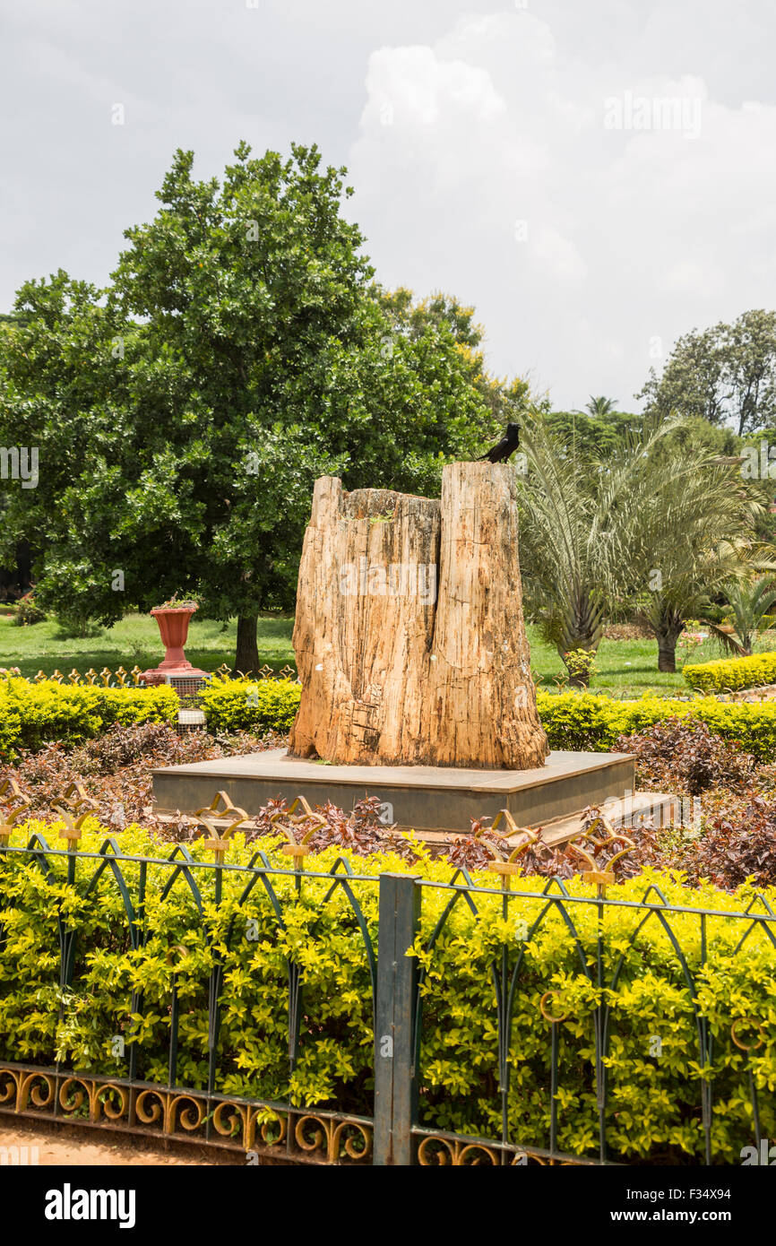 Versteinerter Nadel-Baum Fossil, Lalbagh Botanical Garden, Bangalore, Karnataka, Indien Stockfoto