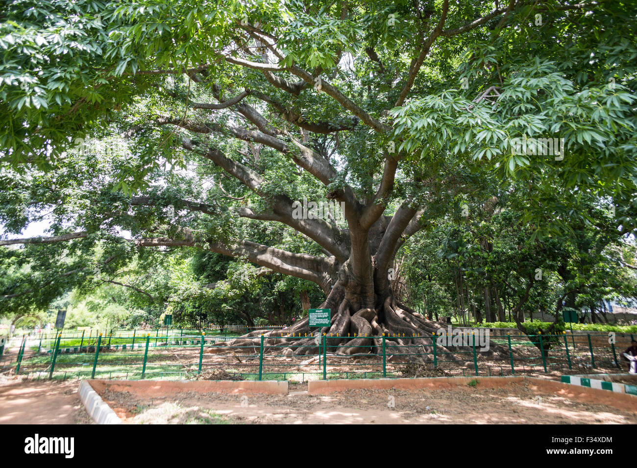 Weiße Seide Baumwolle Baum, Lalbagh Botanical Garden, Bangalore, Karnataka, Indien Stockfoto