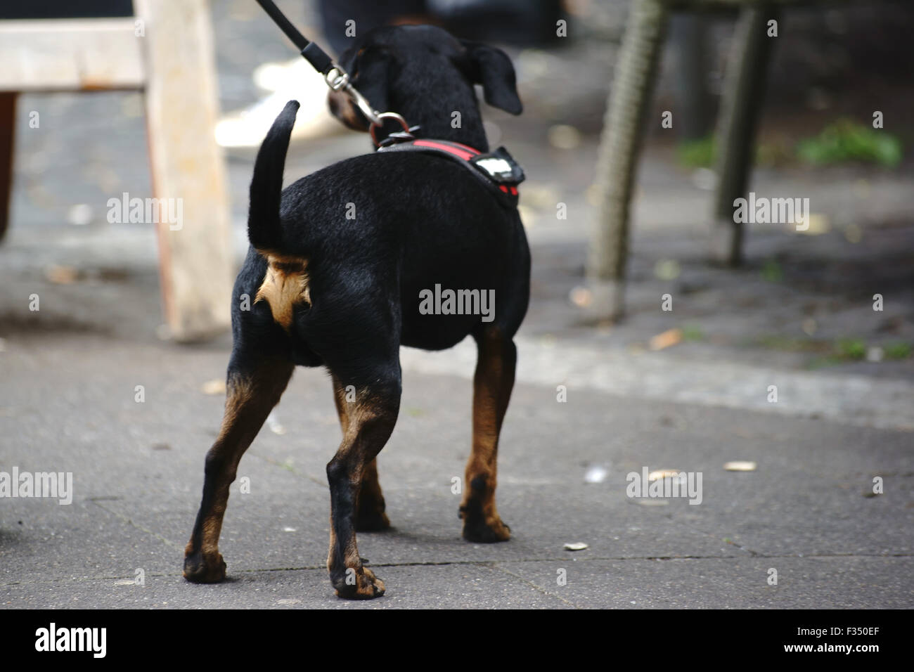 Deutsche Pinscher Stockfoto
