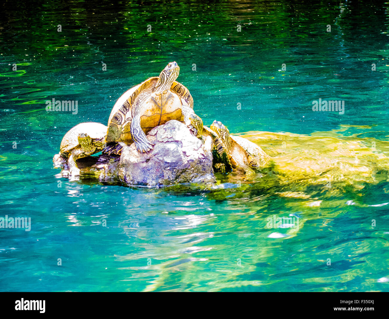 Schildkröten Sonnen auf Barton Creek, einem Nebenfluss der Lady Bird Lake (ehemals Town Lake) - Austin, Texas Stockfoto