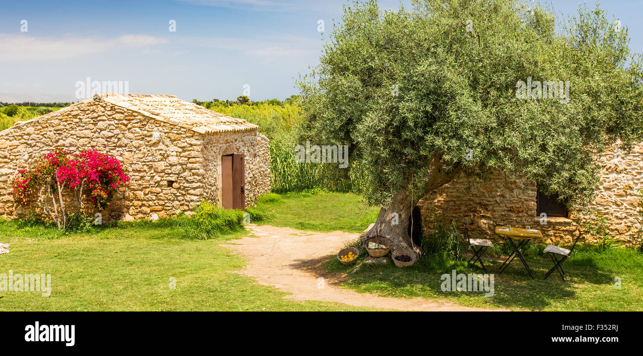 Typische Steinhäuser und Olivenbaum. Riserva Vendicari, Oasi Faunistica di Vendicari, Noto, Insel Sizilien. Italien, Europa. Stockfoto