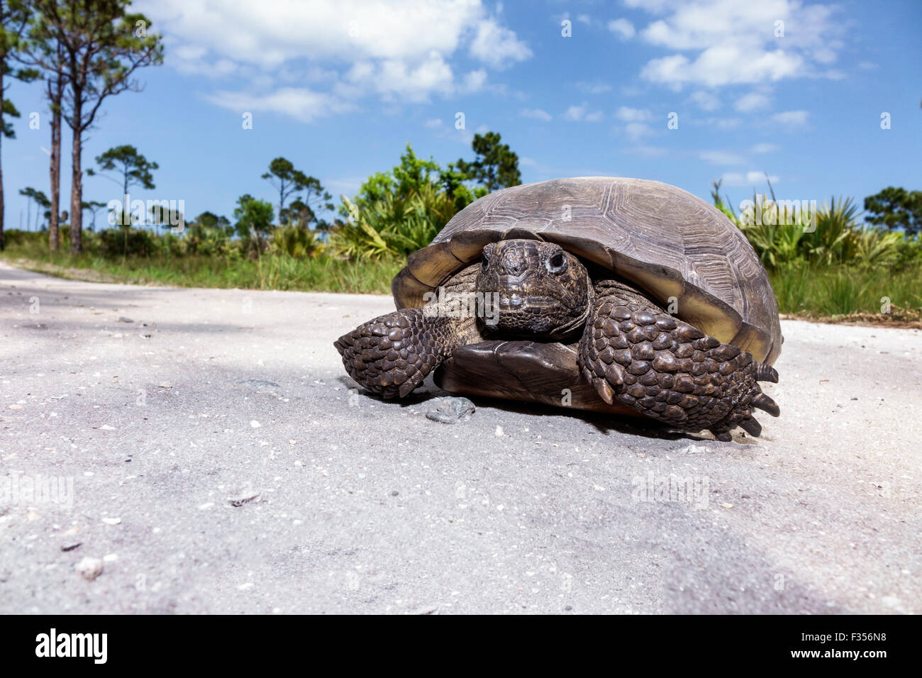 Florida Port Saint St. Lucie, Savannas Preserve State Park, Gopherschildkröte, Gopherus polyphemus, FL150416033 Stockfoto