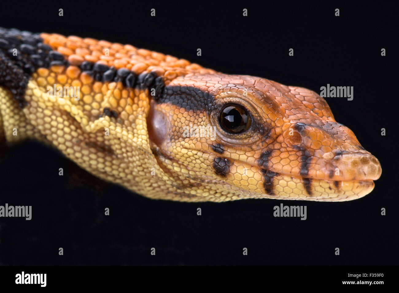 Dumeril Monitor (Varanus Dumerili) Stockfoto