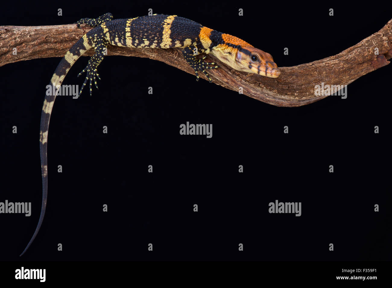 Dumeril Monitor (Varanus Dumerili) Stockfoto