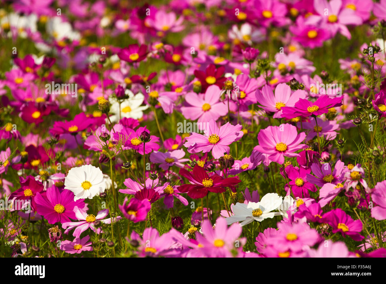 wunderschöne Gruppe Bereich der Blüte Blumen Cosmos bipinnatus Stockfoto