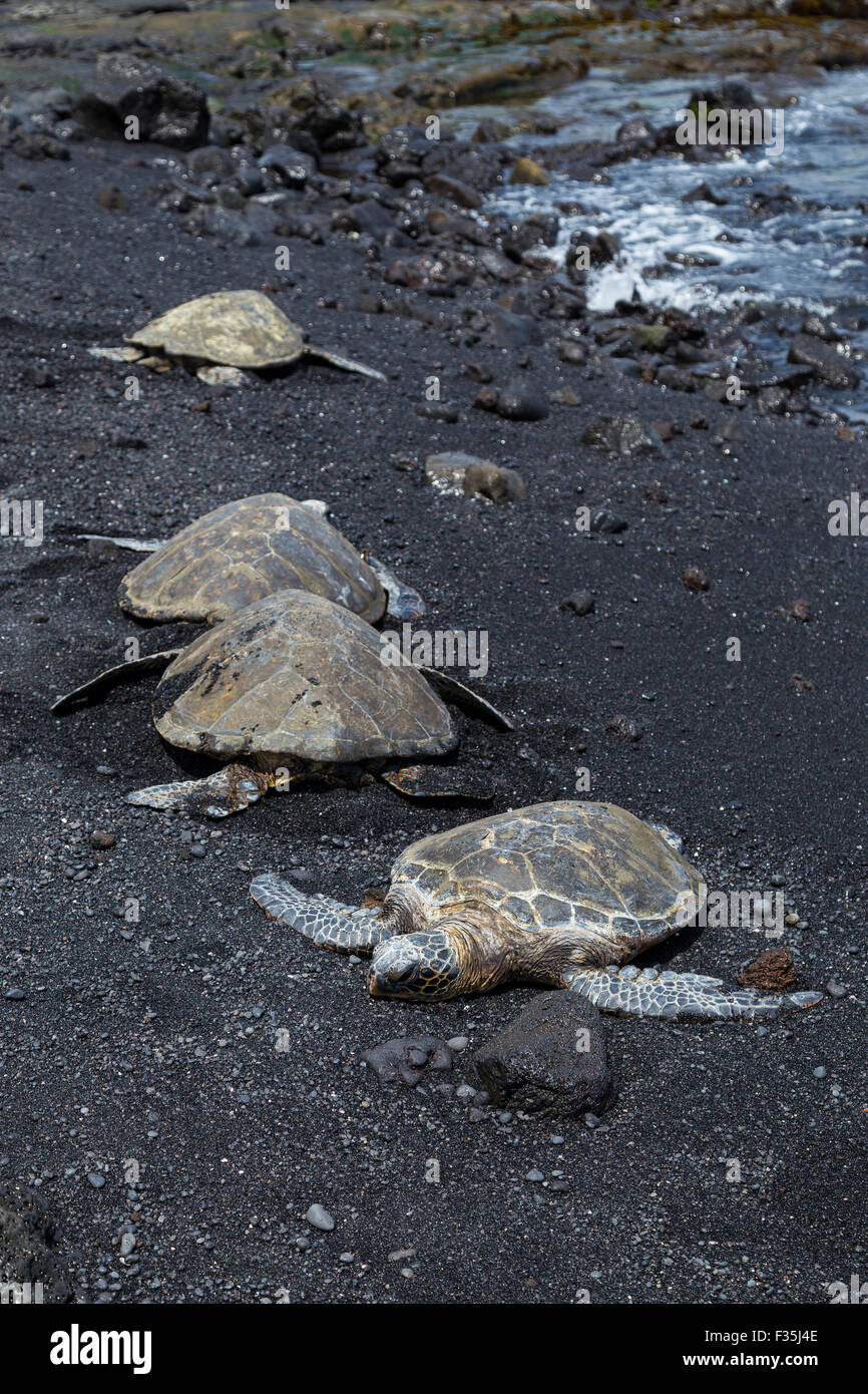 Grüne Meeresschildkröten in der ganzen Welt, einschließlich Hawaii gefunden werden, sind sie meist in tropischen Gewässern gefunden. Stockfoto