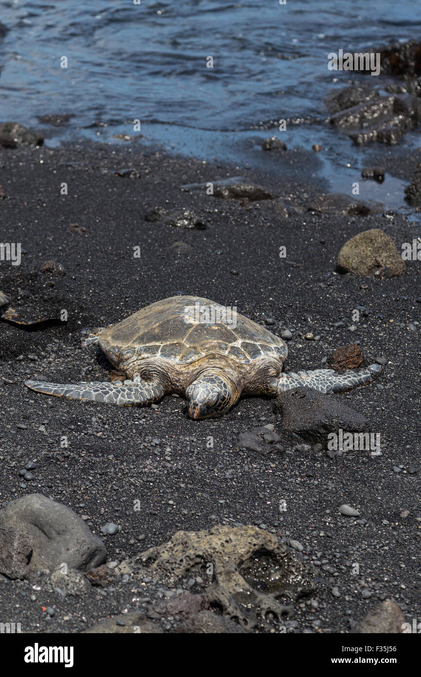 Grüne Meeresschildkröten in der ganzen Welt, einschließlich Hawaii gefunden werden, sind sie meist in tropischen Gewässern gefunden. Stockfoto