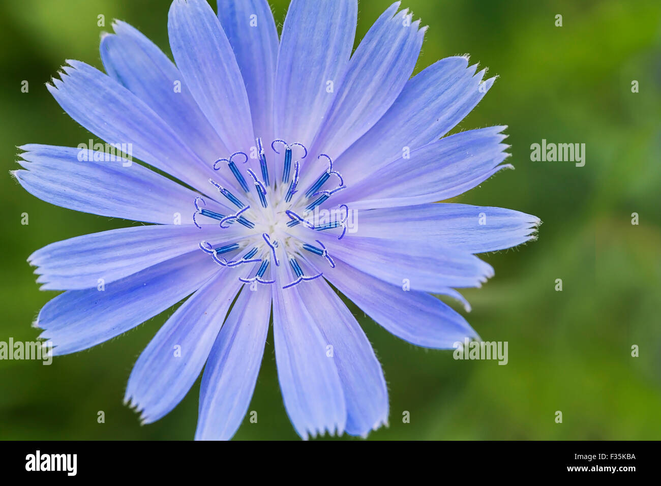 Chicorée-Blume auf dem abstrakten grünen Hintergrund Stockfoto