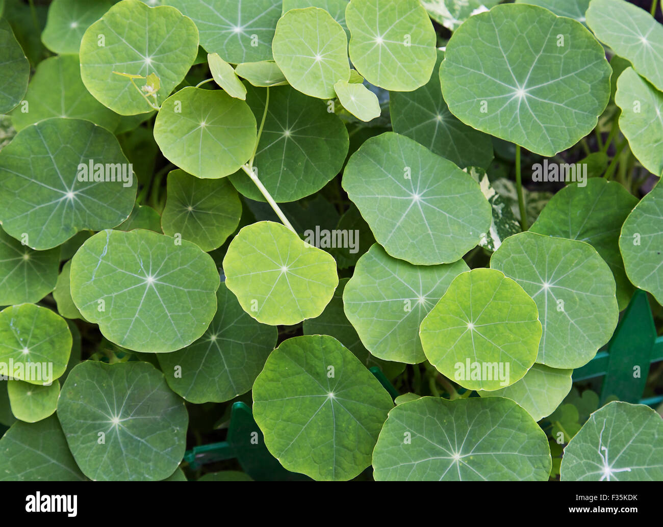 Nasturtium makro Fotos und Bildmaterial in hoher Auflösung Seite 4