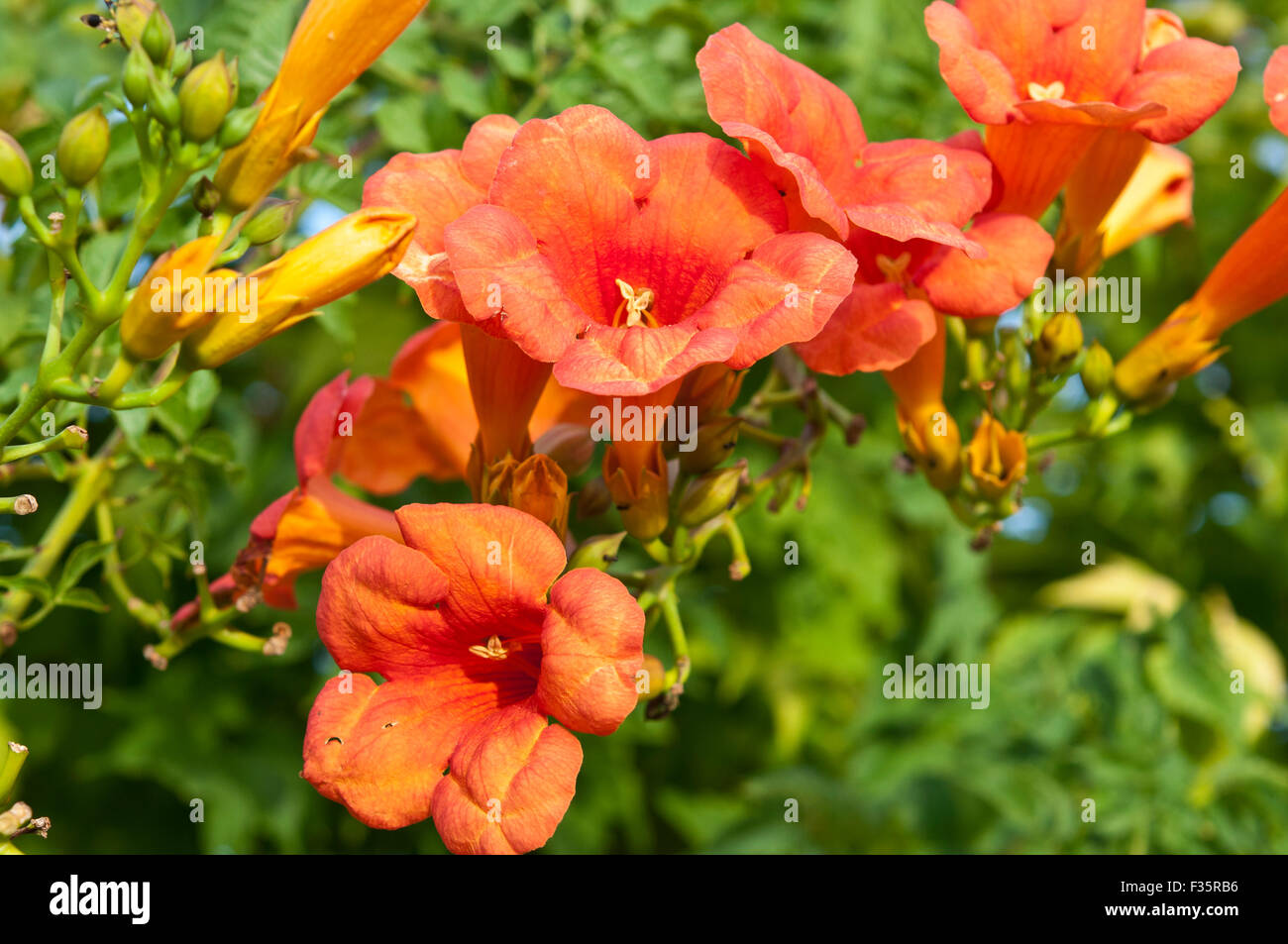 Trumpet Creeper (Campsis sp.). Es ist eine Gattung von Blütenpflanzen in der Familie Catalpa, Woodland in China heimisch und noch Stockfoto