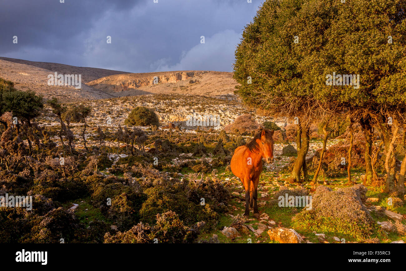 Ein wildes Pferd auf der Insel Skyros in der Ägäis, Griechenland. Stockfoto