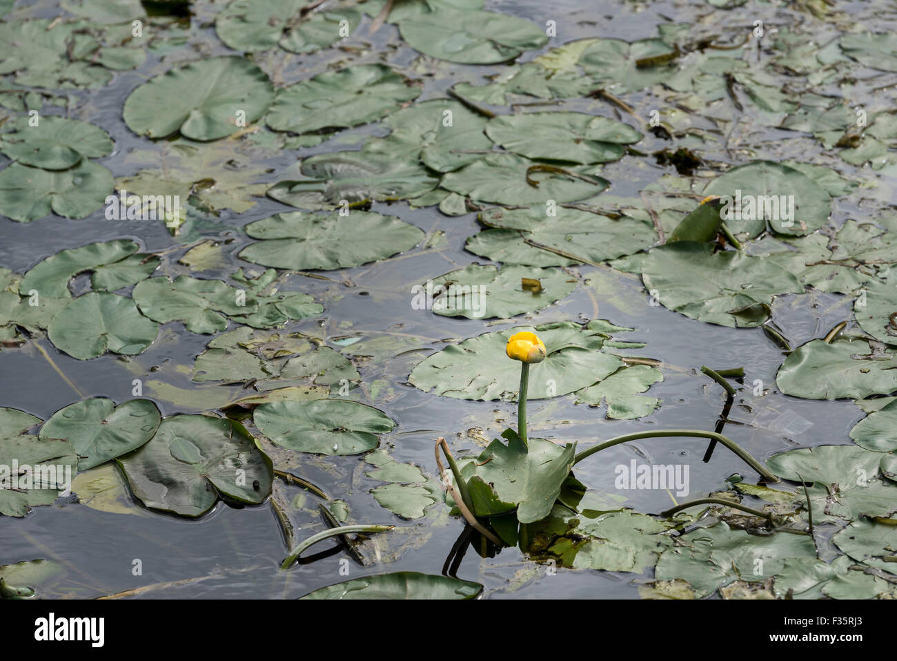 Gelbe Seerose wieder mit Sonne reflektiert Wasser Fluss Cam beleuchtet Stockfoto
