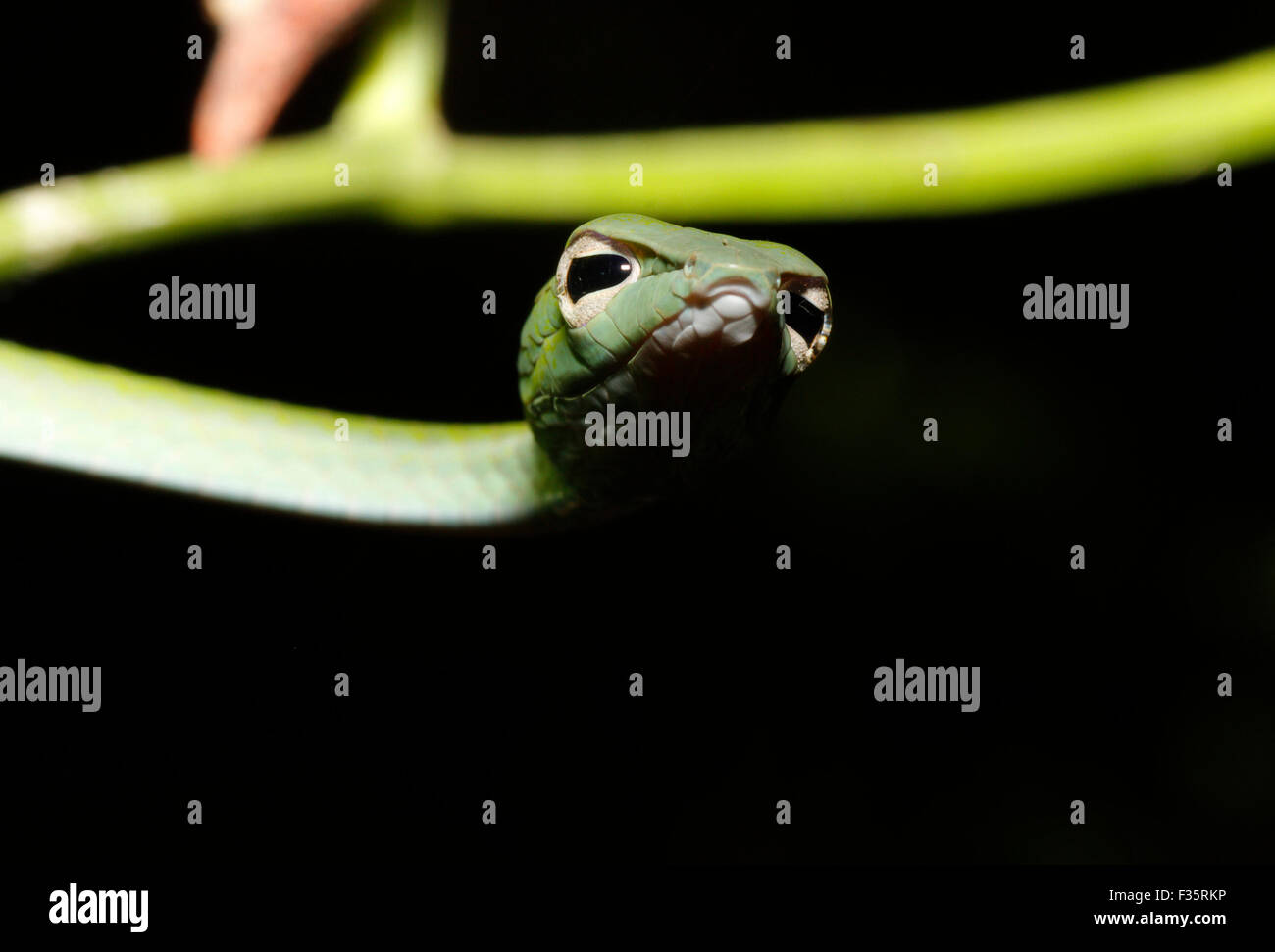 Kleine grüne Ranke Schlange Stockfoto