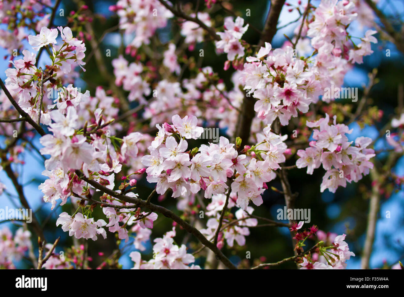 weiße Kirschblüte mit schönen Hintergrund-Farbe für Adv oder anderen Zweck Verwendung Stockfoto