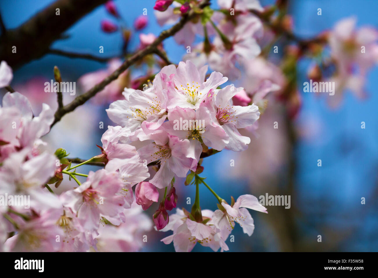 weiße Kirschblüte mit schönen Hintergrund-Farbe für Adv oder anderen Zweck Verwendung Stockfoto
