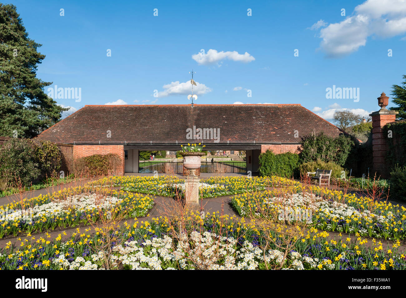 Die Royal Horticultural Society (RHS) Gärten in Wisley, Surrey, UK. Narzissen und Hartriegel im Frühjahr Stockfoto
