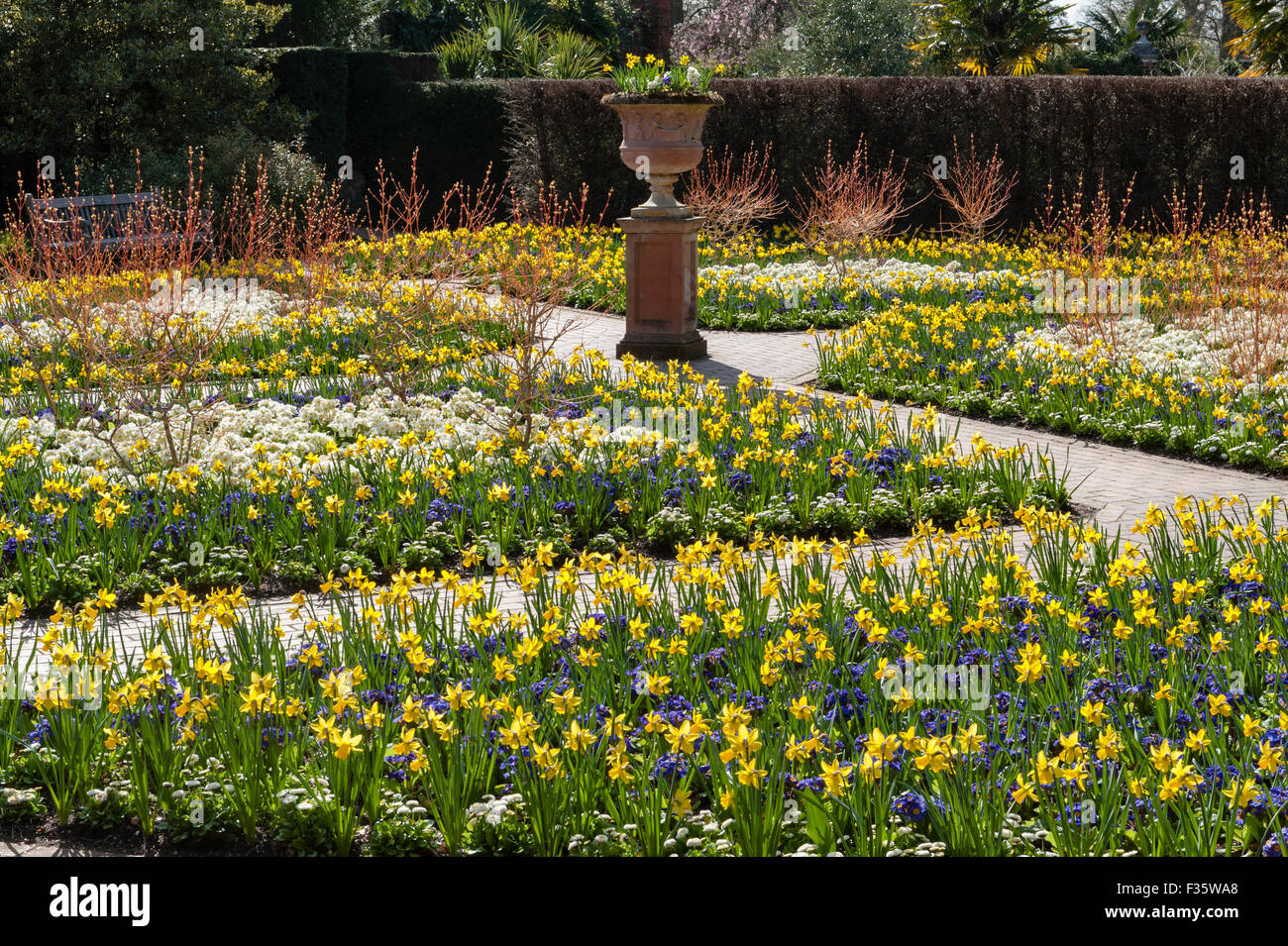 Die Royal Horticultural Society (RHS) Gärten in Wisley, Surrey, UK. Narzissen und Hartriegel im Frühjahr Stockfoto