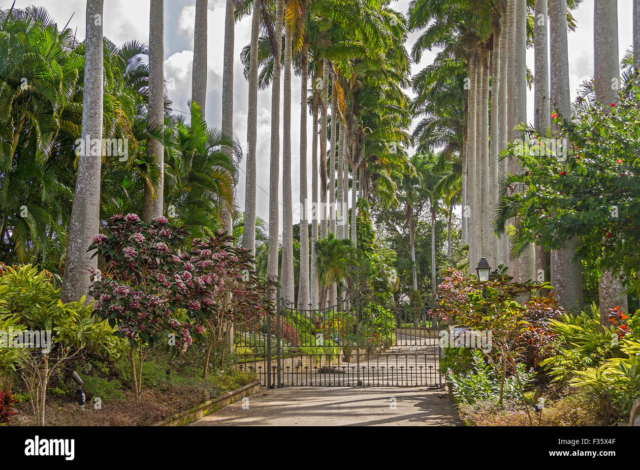 Palmen vor den Toren Barbados West Indies Stockfoto