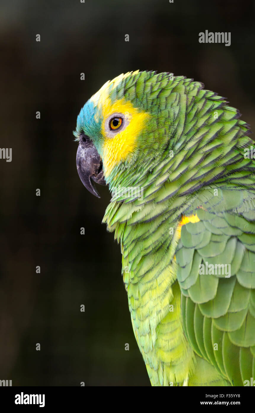 Papagei Park Das Aves in Iguacu in Brasilien Stockfoto