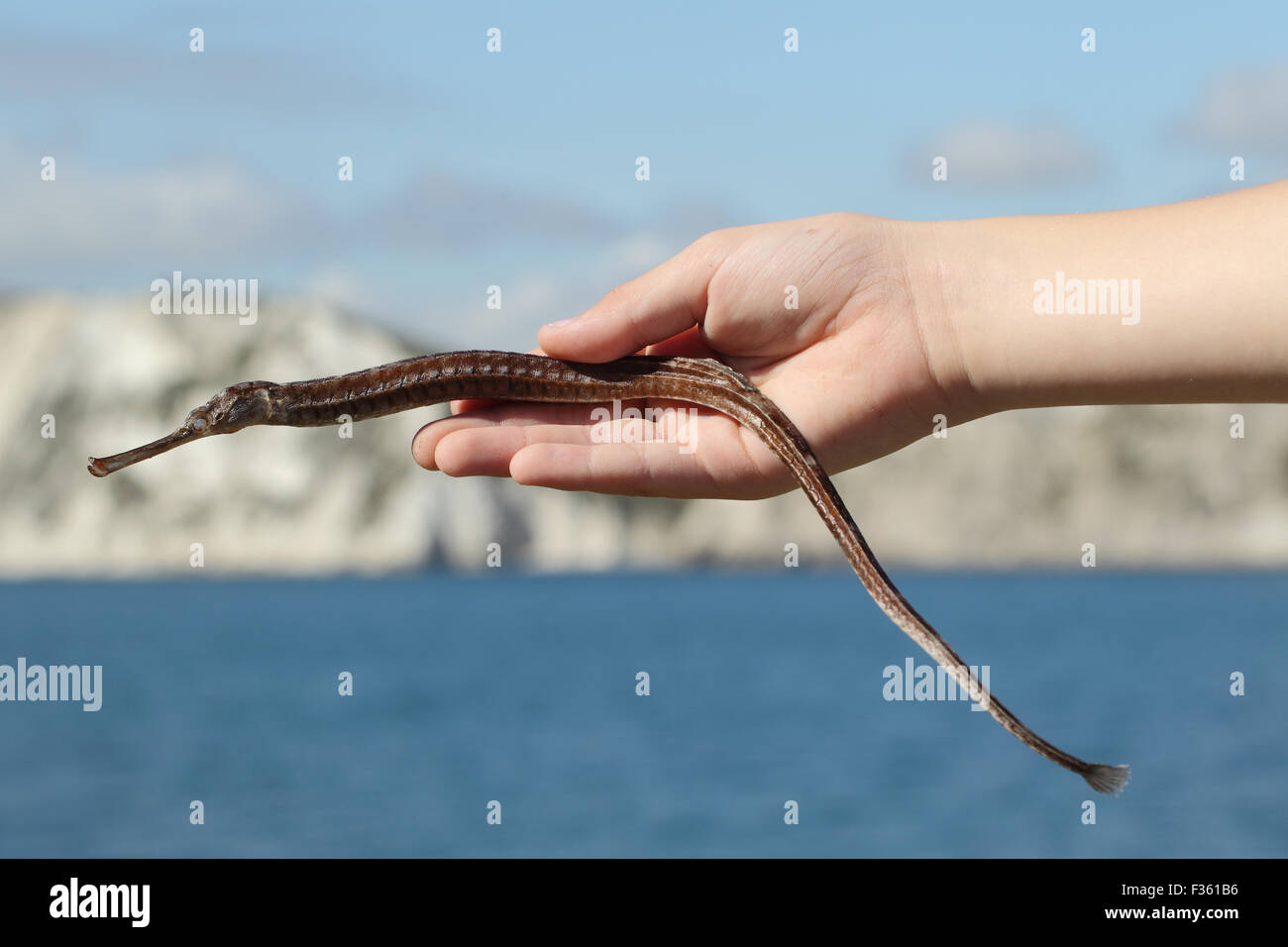 Getrocknete größere Seenadeln, Syngnathus Acus, gefunden am Strand Strandline, Worbarrow Bucht Dorset UK September Stockfoto