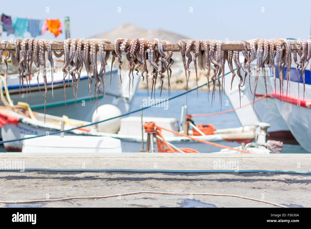Tintenfische Trocknung unter der Sonne Griechenlands in den Hafen von Naoussa, Paros Insel. Stockfoto