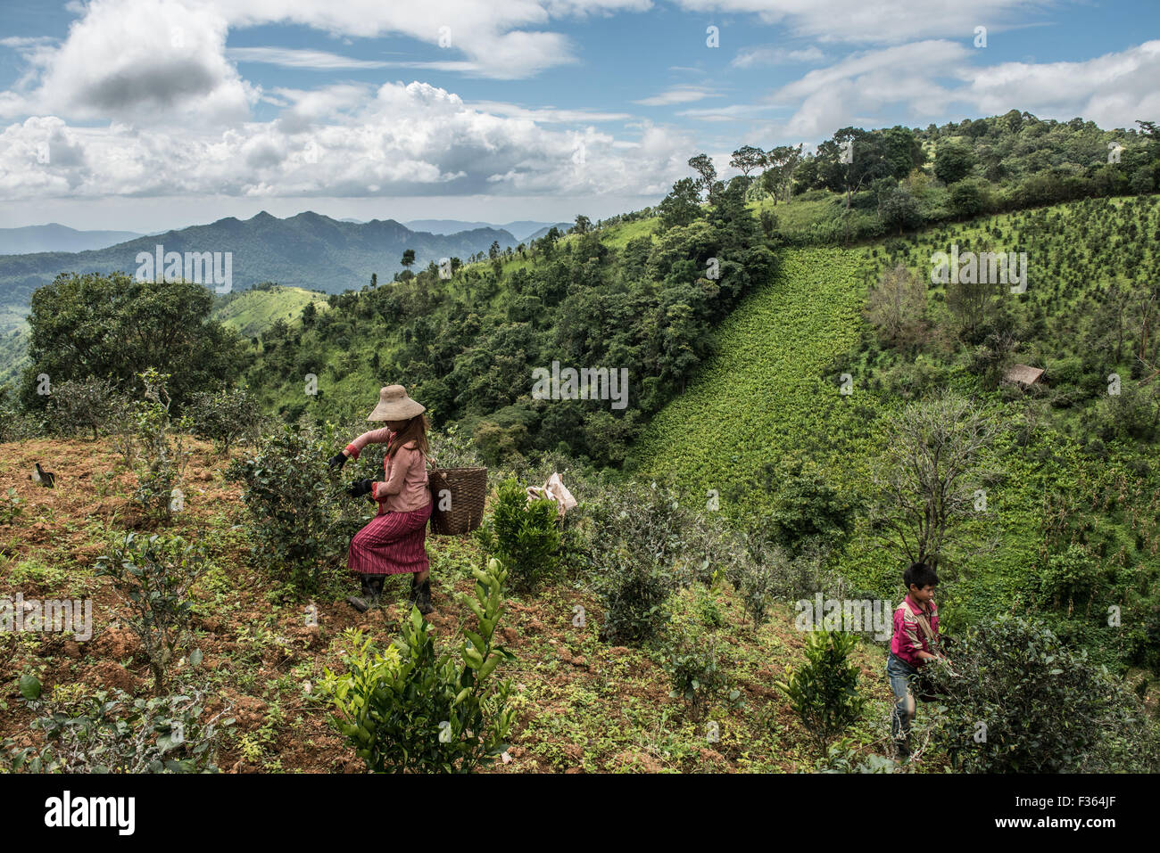 Teepflückerinnen bei der Arbeit in den Bergen außerhalb Kalaw in Shan State in Myanmar. Stockfoto