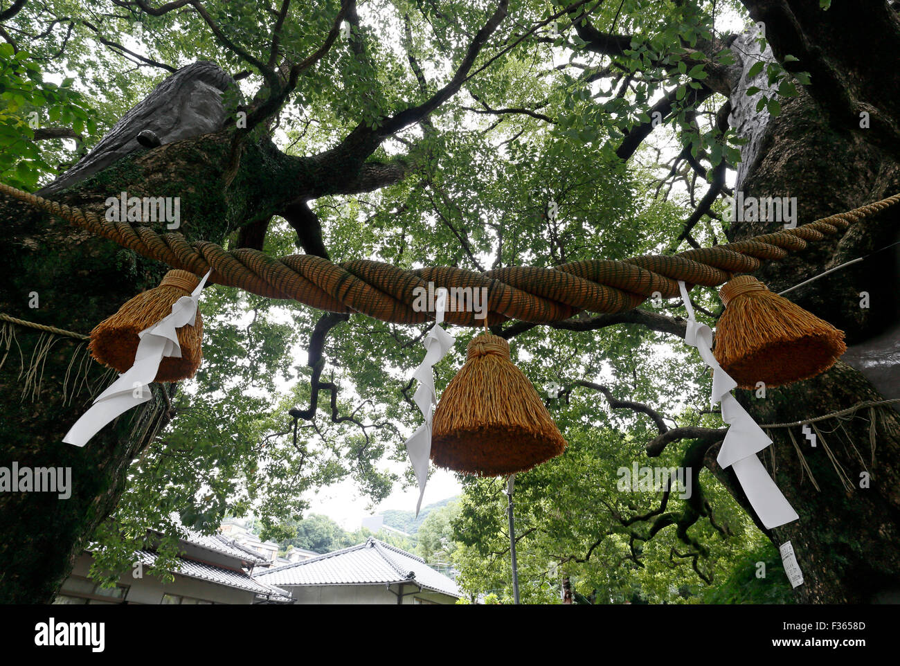Nagasaki zwei Kampferbäume Sanno Schrein Stockfoto