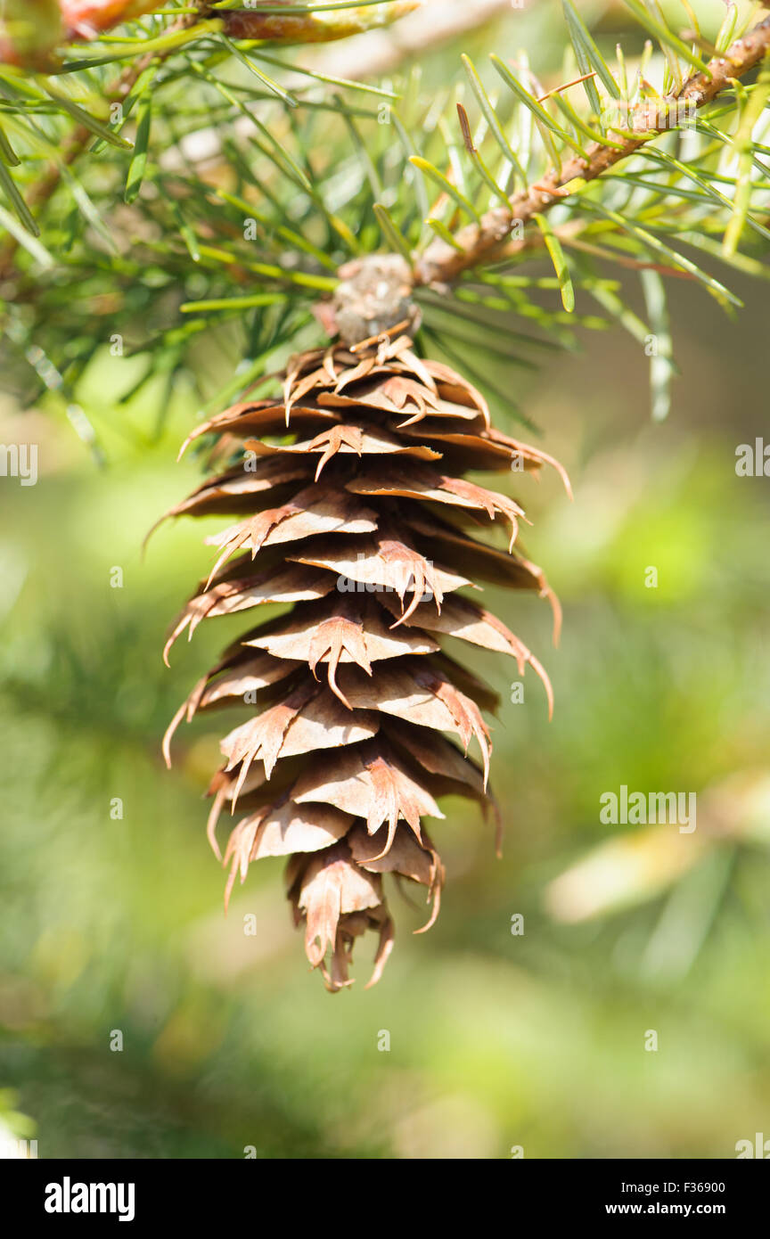 Pseudotsuga menziesi Fotos und Bildmaterial in hoher Auflösung Alamy