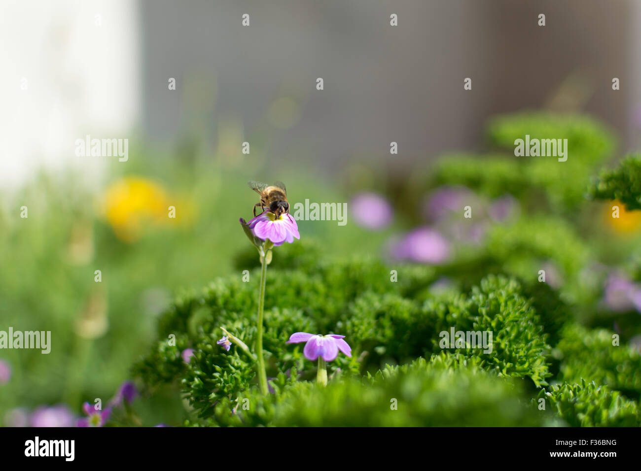 Ich sitze In einen englischen Garten. Eine Biene auf einer Blume in meinem Garten. Eine einzelne Blume, umgeben von Grün und Schärfentiefe. Stockfoto