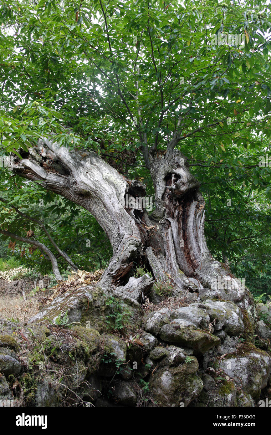 Hundert Jahre alten Kastanienbaum bei Parada de Sil, Ourense, Galicien, Spanien Stockfoto