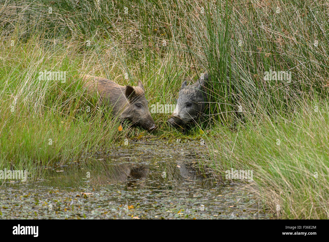 Wildschweine im Wald von Dean, UK Stockfoto