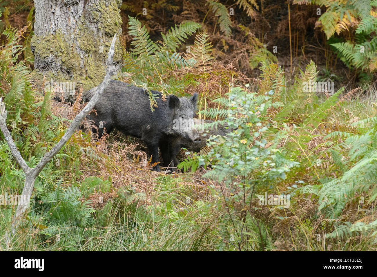 Wildschweine im Wald von Dean, UK Stockfoto