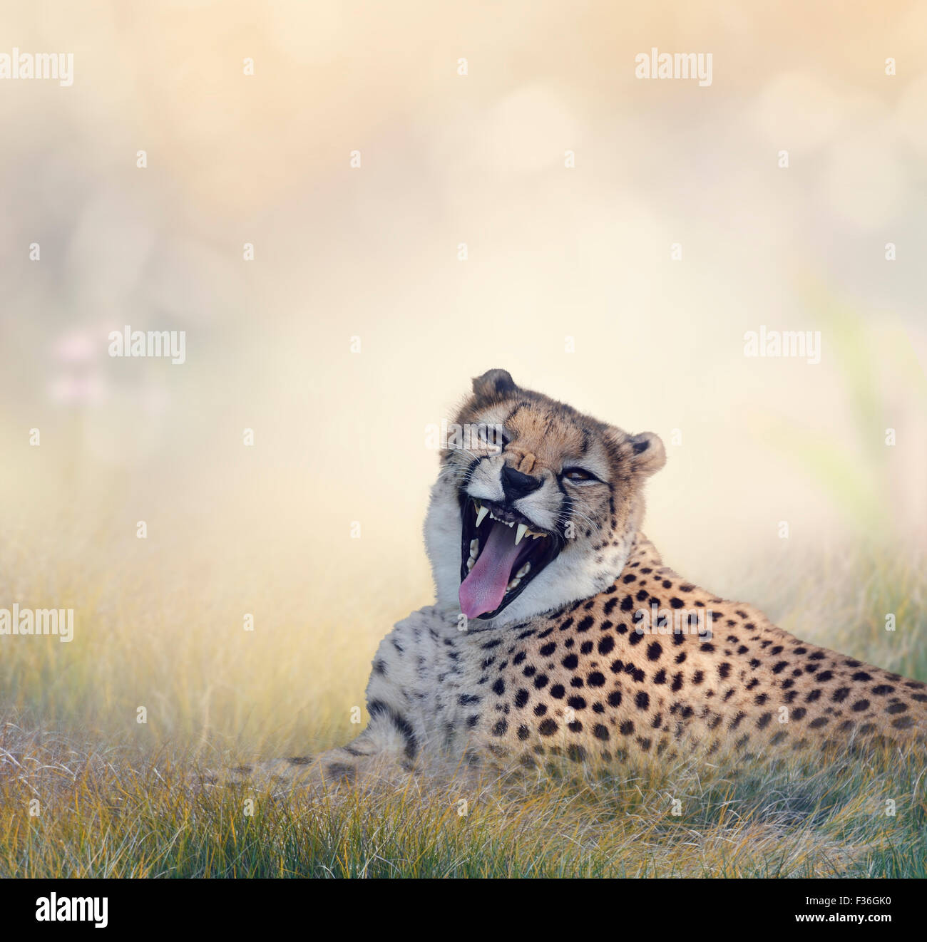 Gepard ruht auf dem Rasen Stockfoto