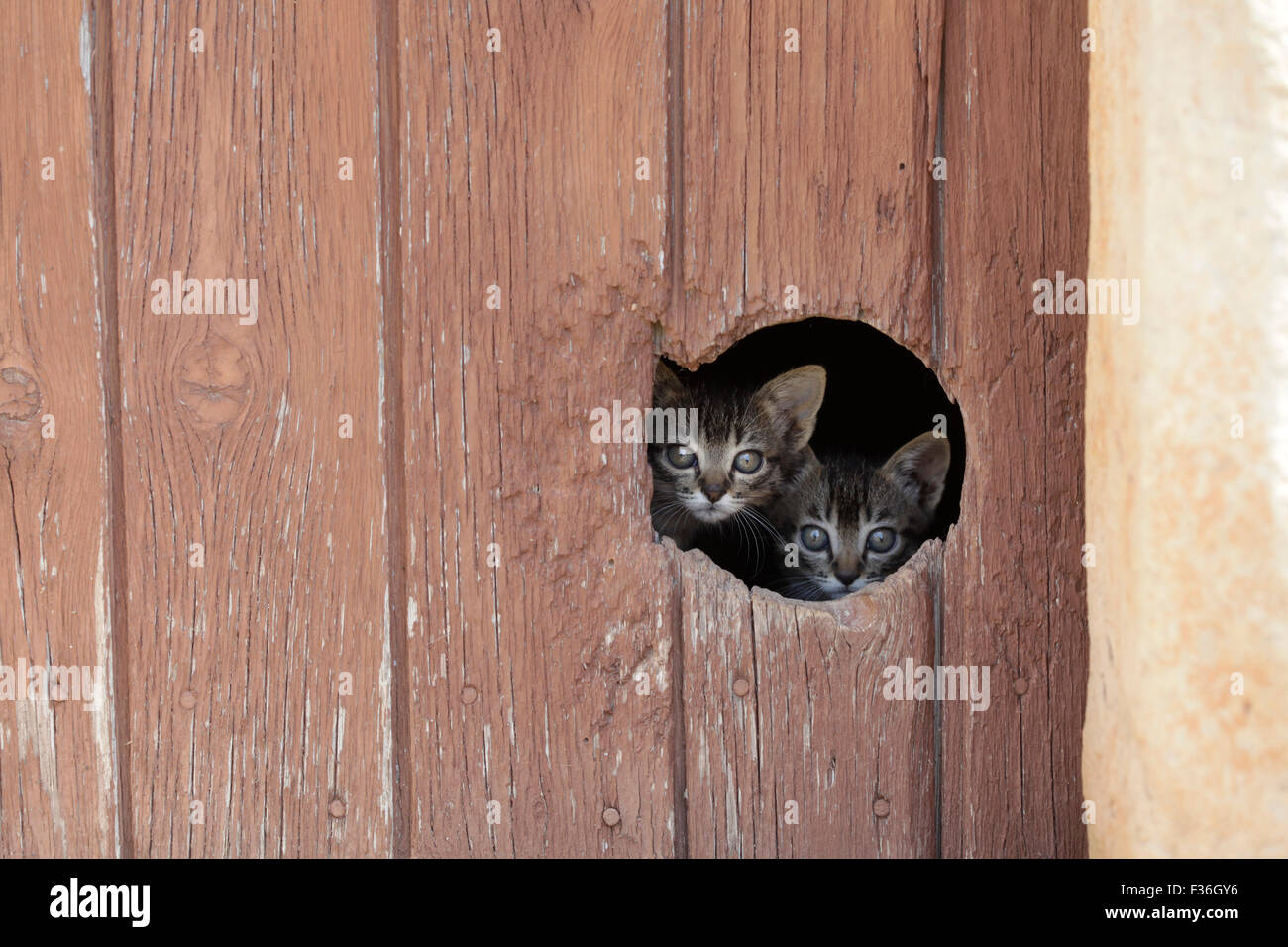 Zwei kleine Katzen suchen Trog eine Katze Loch in einer Tür. Stockfoto