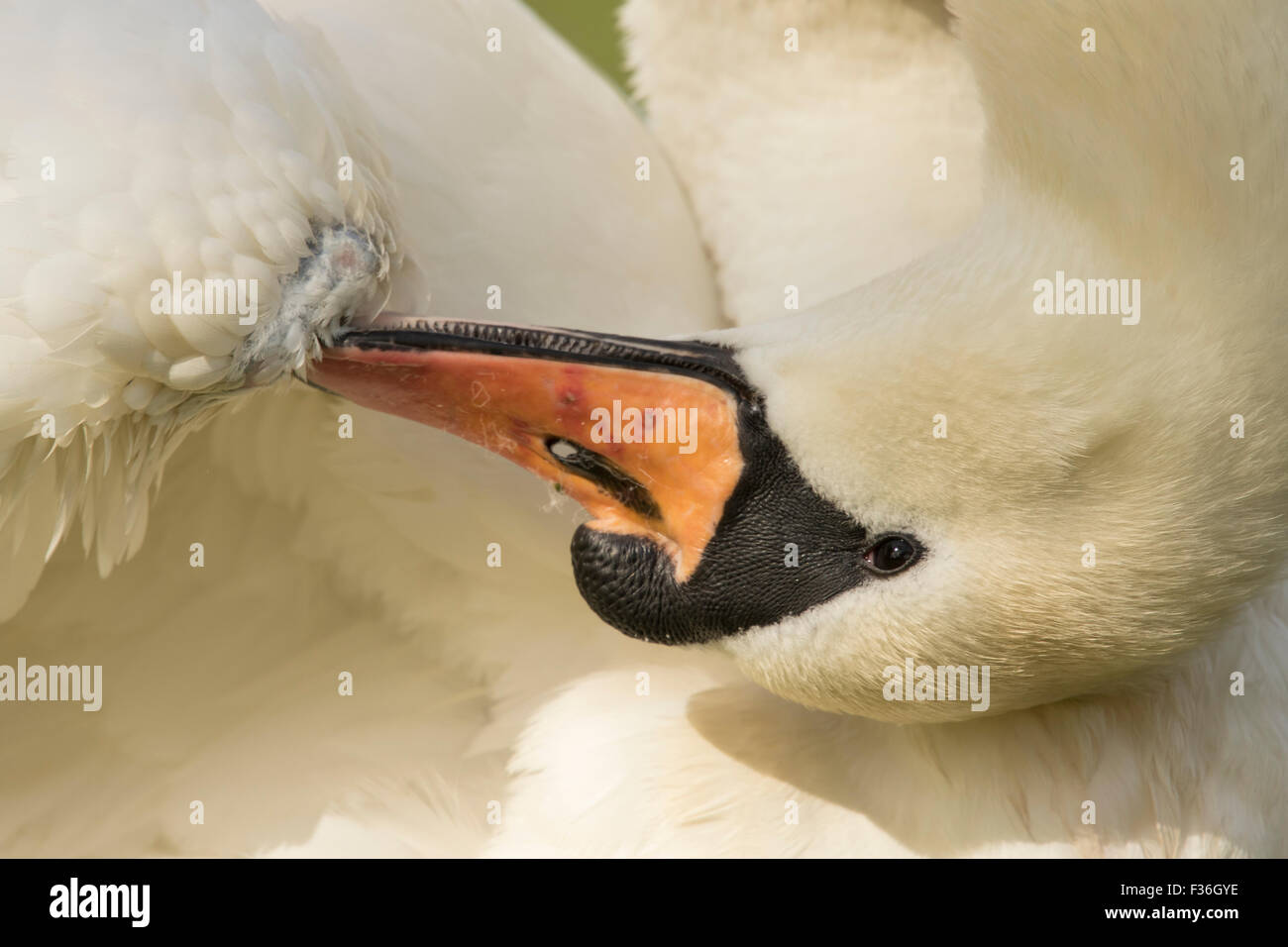 Höckerschwan (Cygnus Olor) Erwachsenen, Suffolk, UK. Stockfoto