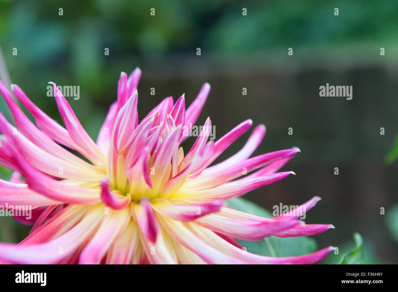 Rosa Blume in voller Blüte mit grünem Hintergrund Stockfoto