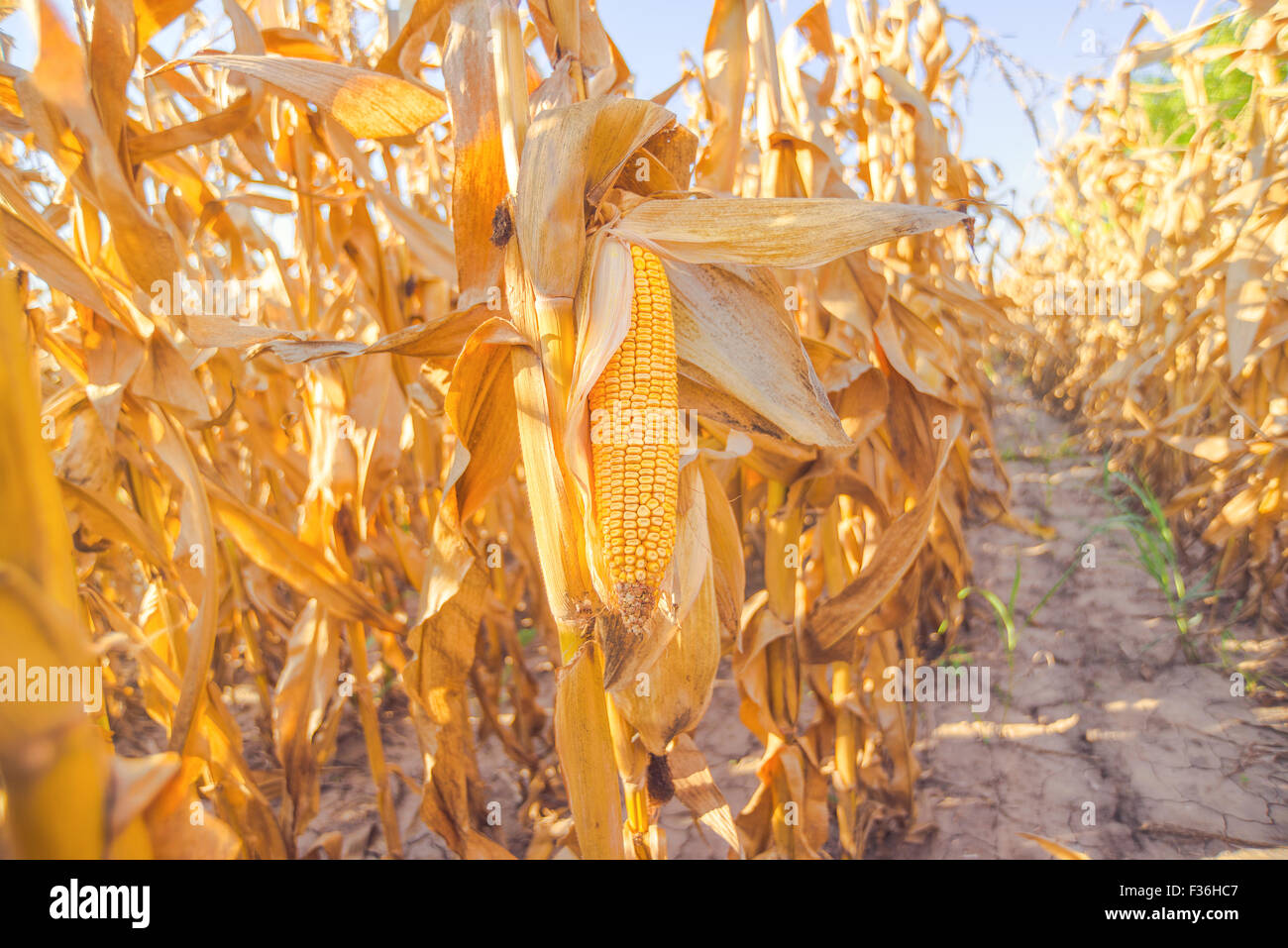 Ernte bereit Mais am Stiel in der kultivierten Maisfeld, Nahaufnahme mit selektiven Fokus Stockfoto