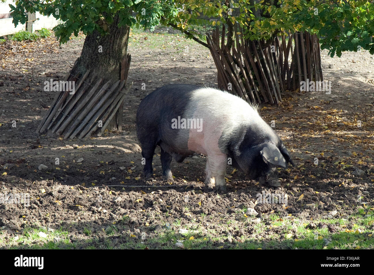 Sattelschwein, Deutsche, Nutztierrasse Stockfoto