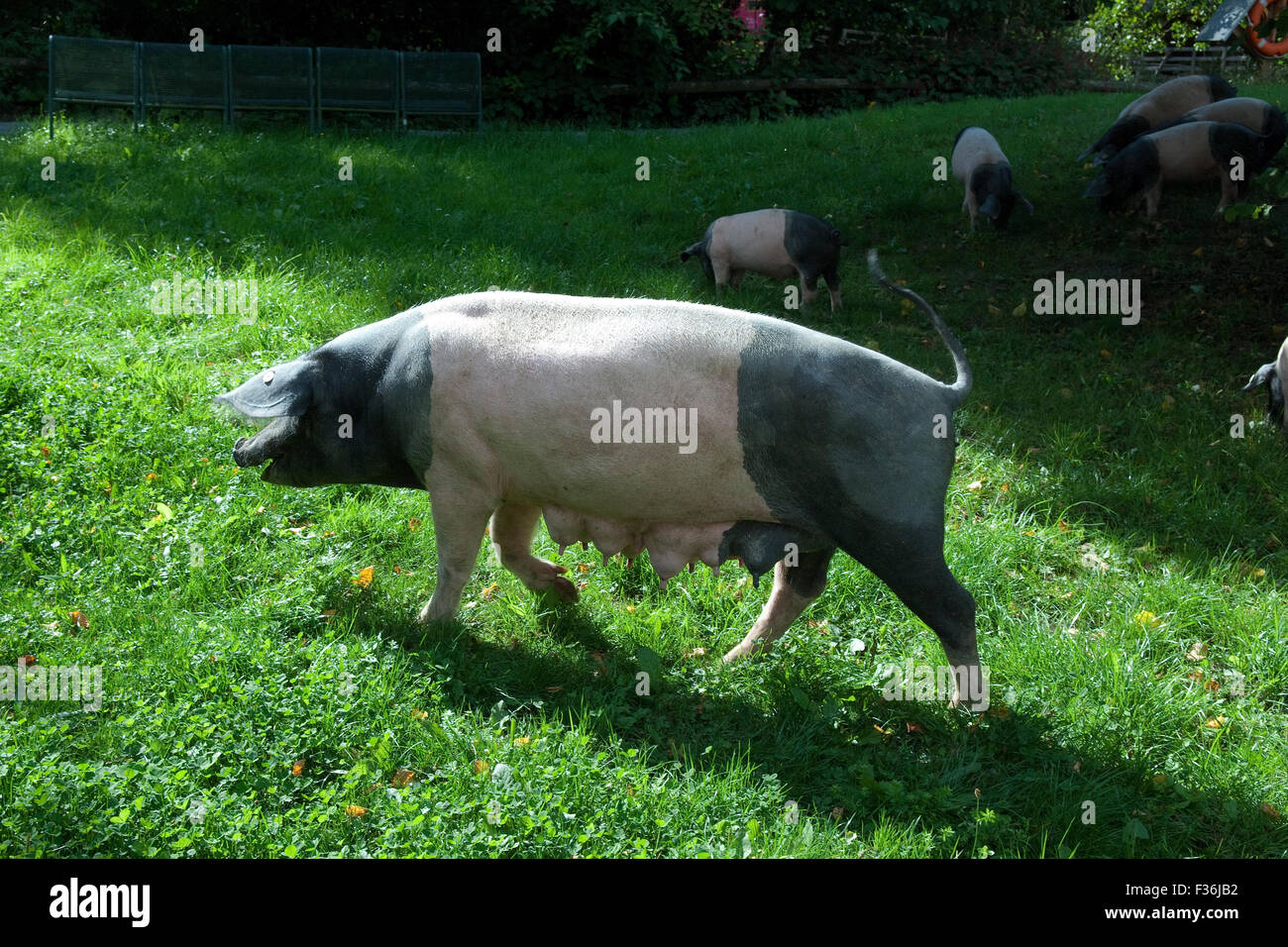 Sattelschwein, Deutsche, Nutztierrasse Stockfoto