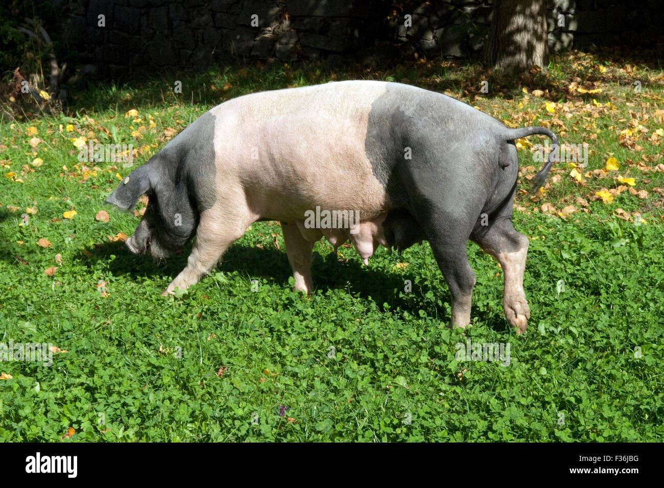 Sattelschwein, Deutsche, Nutztierrasse Stockfoto