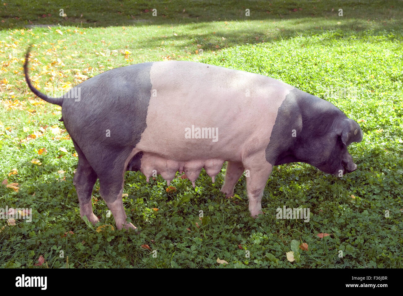 Sattelschwein, Deutsche, Nutztierrasse Stockfoto