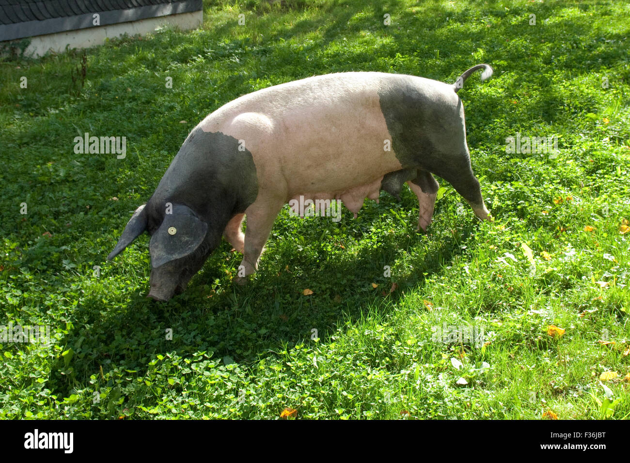 Sattelschwein, Deutsche, Nutztierrasse Stockfoto