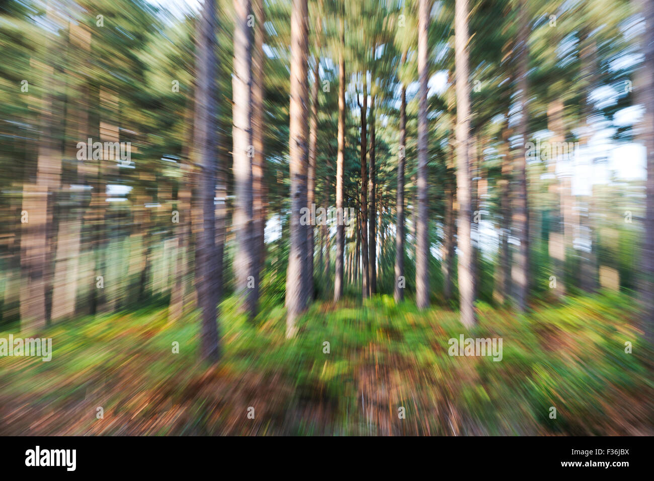 Zoom Effekt Abstract (Objektiv während der Aufnahme gezoomt) in einem Pinienwald Stockfoto