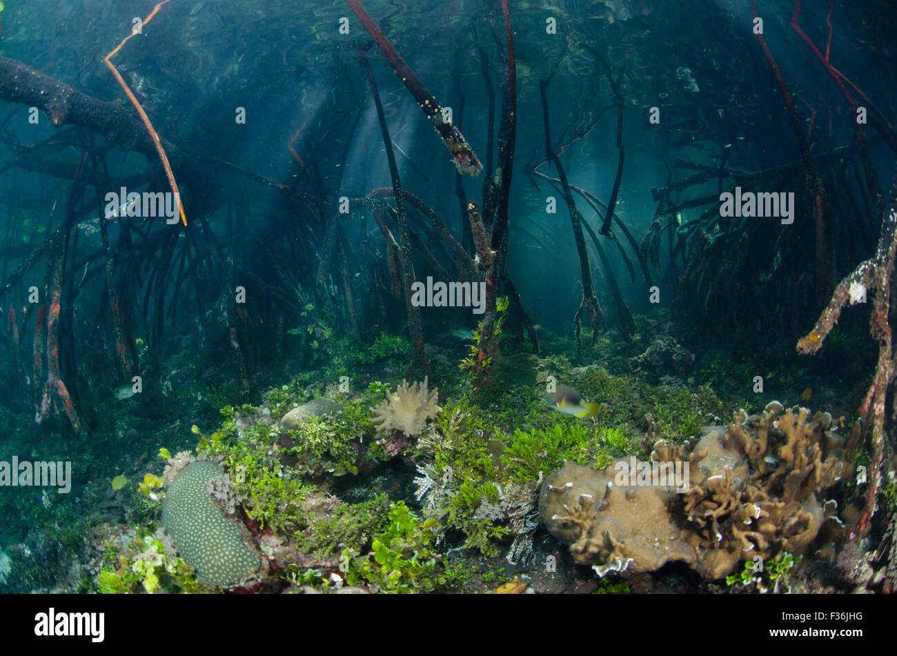 Sonnenstrahlen, die durch die Mangroven, Yangeffo, Gam Insel Waigeo, Raja Ampat, Indonesien, Pazifik Stockfoto