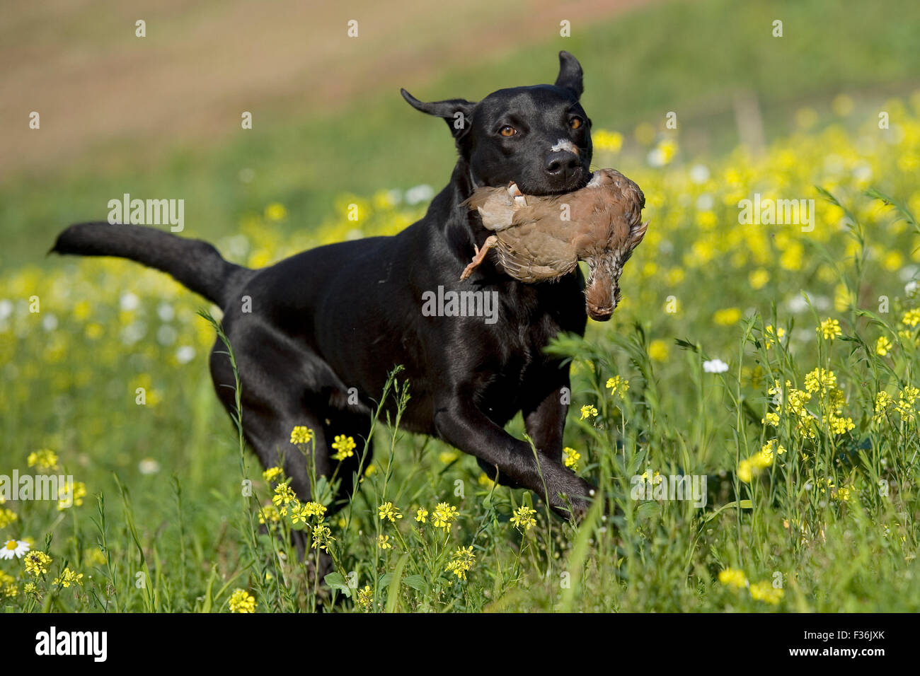 schwarzer Labrador Retriever mit Spiel (Rebhuhn) Stockfoto